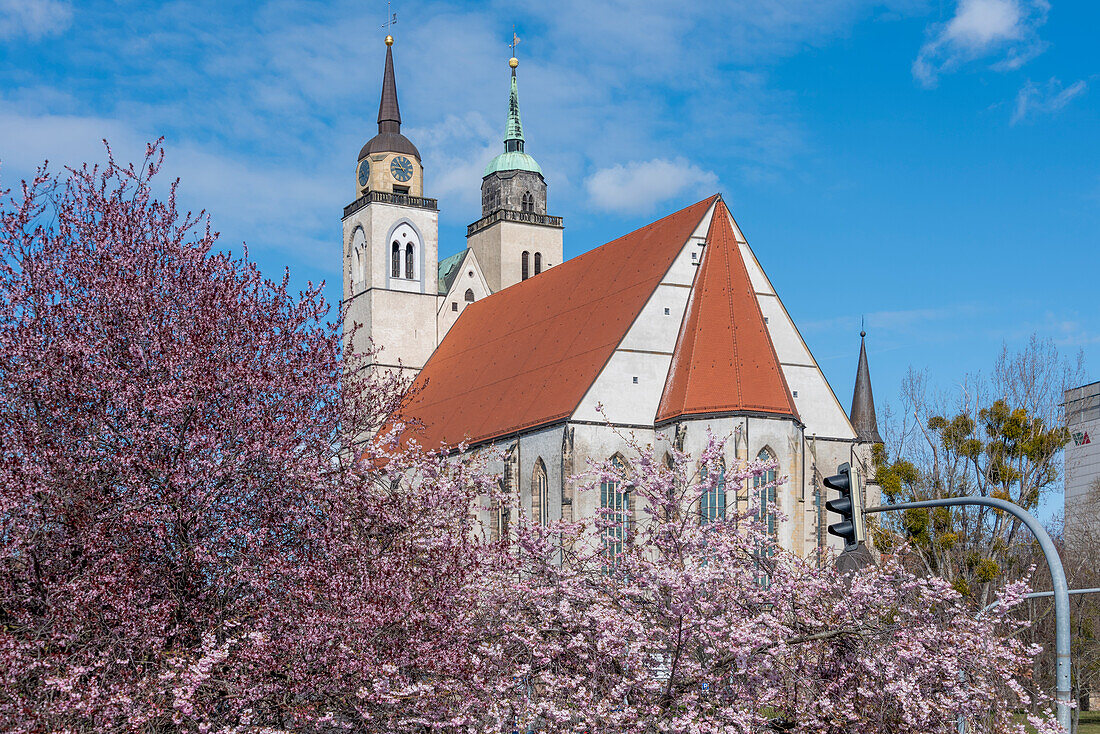 Blossoming cherry trees, behind them the Johanniskirche, Magdeburg, Saxony-Anhalt, Germany