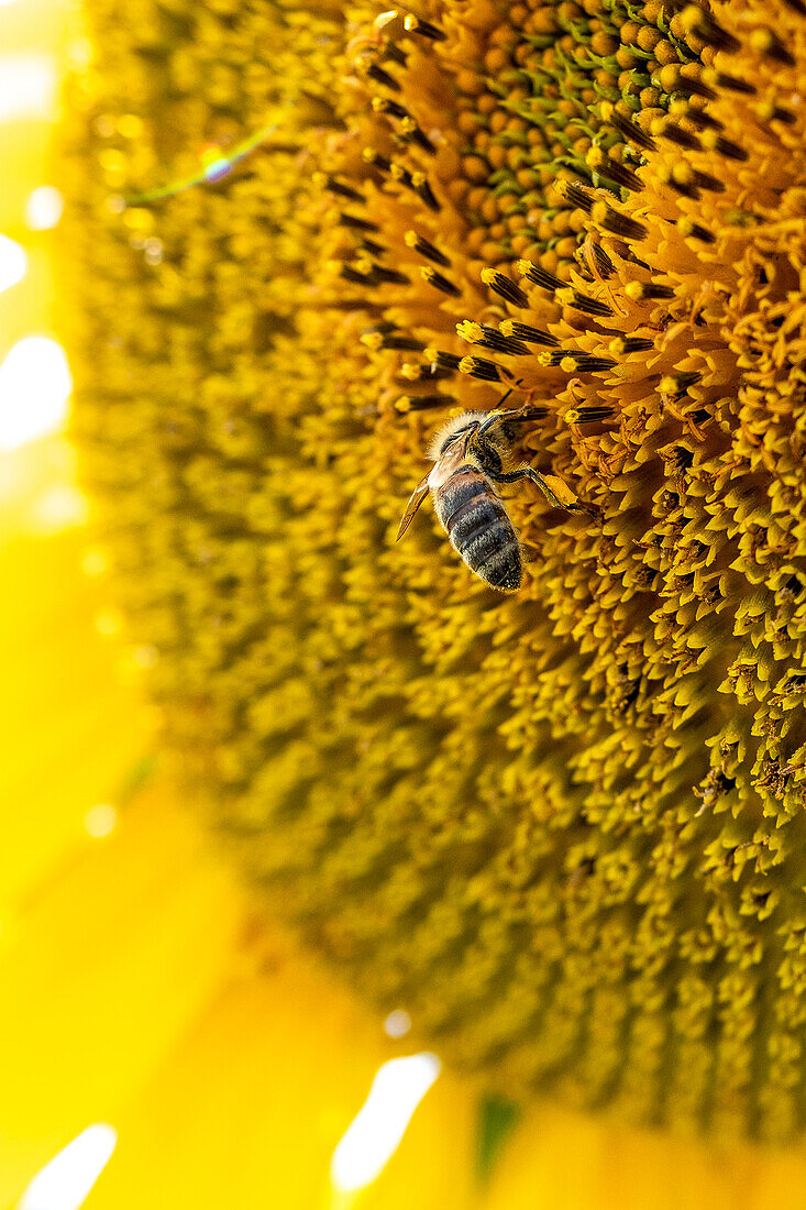 Bee on a sunflower in the Munich Botanical Garden, Muenchen, Bavaria, Germany, Europe