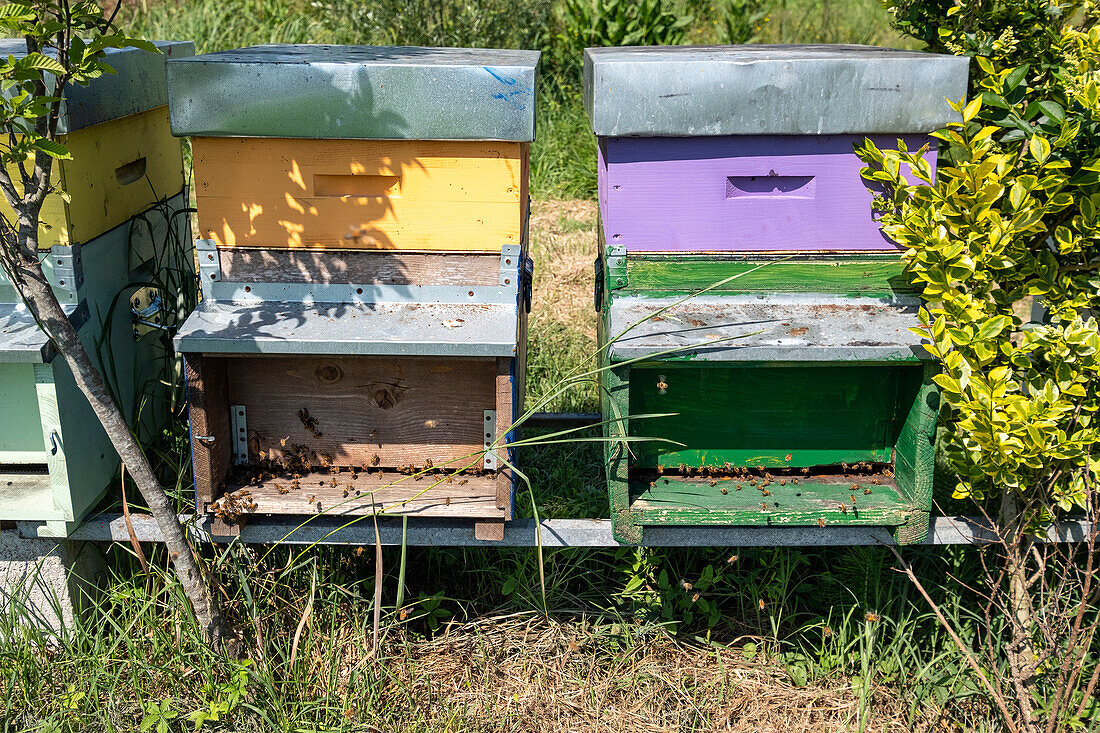 Detailaufnahme von den bunten Bienenkästen, Drizzona, Provinz Cremona, Italien, Europa