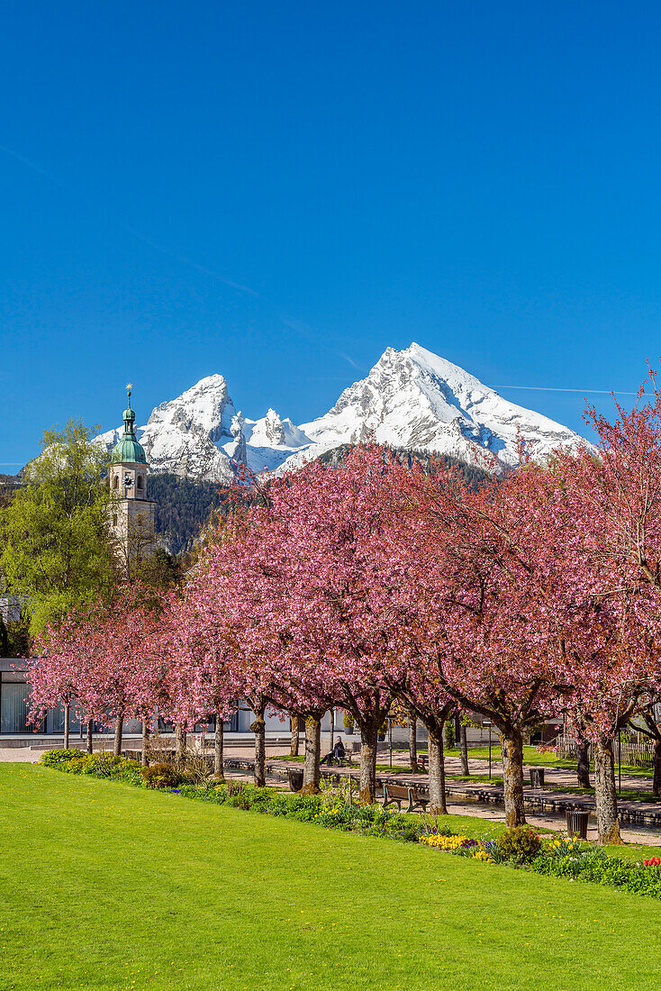 Japanese cherry blossom in the Kurgarten of Berchtesgaden in front of the Watzmann (2,713 m), Upper Bavaria, Bavaria, Germany