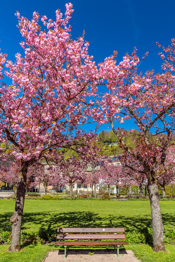 Japanese cherry blossom in the Kurgarten of Berchtesgaden, Upper Bavaria, Bavaria, Germany
