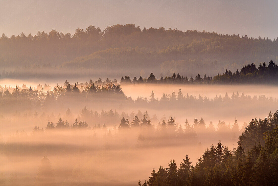 Morning fog near Riegsee, Upper Bavaria, Bavaria, Germany