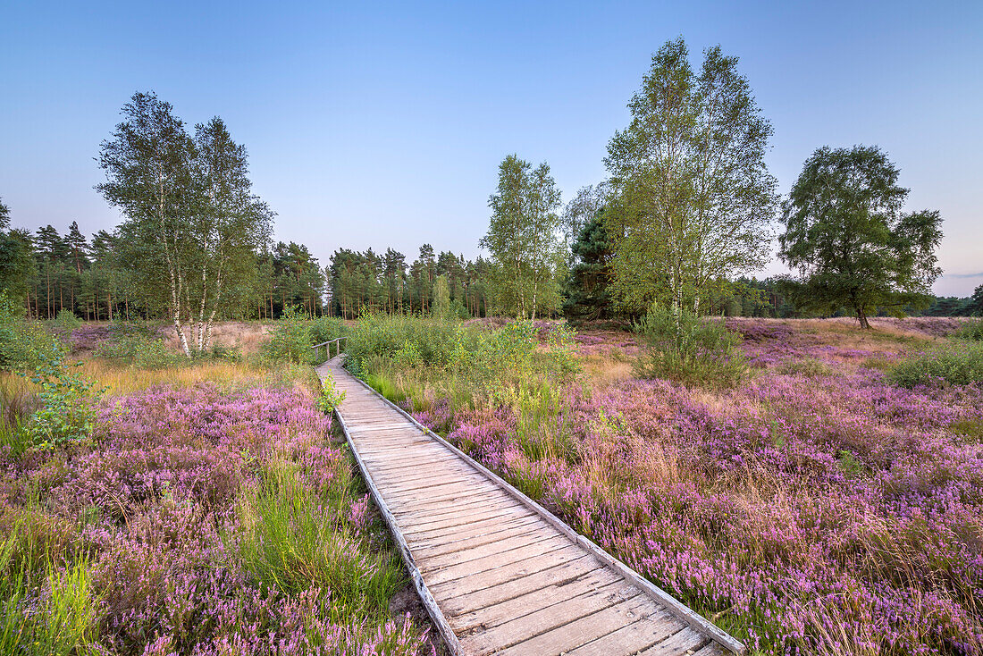 On the Heidschnuckenweg in Lüneburg Heath, Behringen, Bispingen, Lower Saxony, Germany