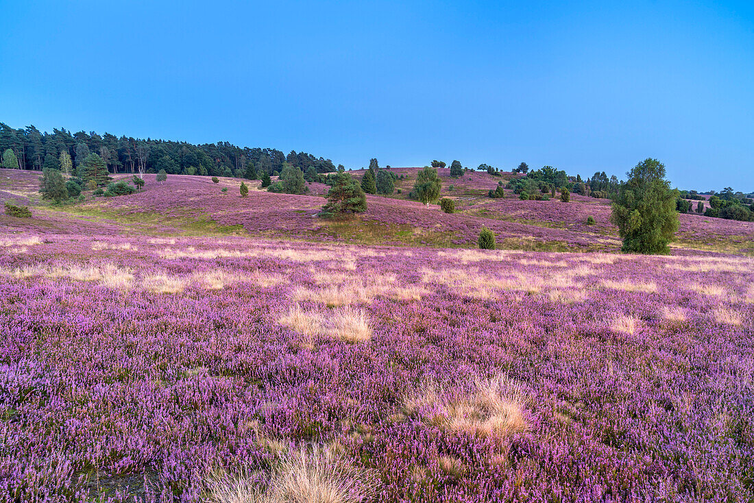 Lüneburg Heath near Bispingen, Lower Saxony, Germany