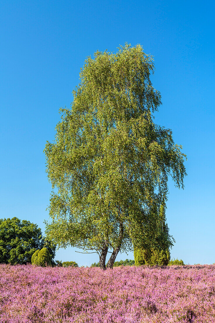 Birch in the Lüneburg Heath near Bispingen, Lower Saxony, Germany