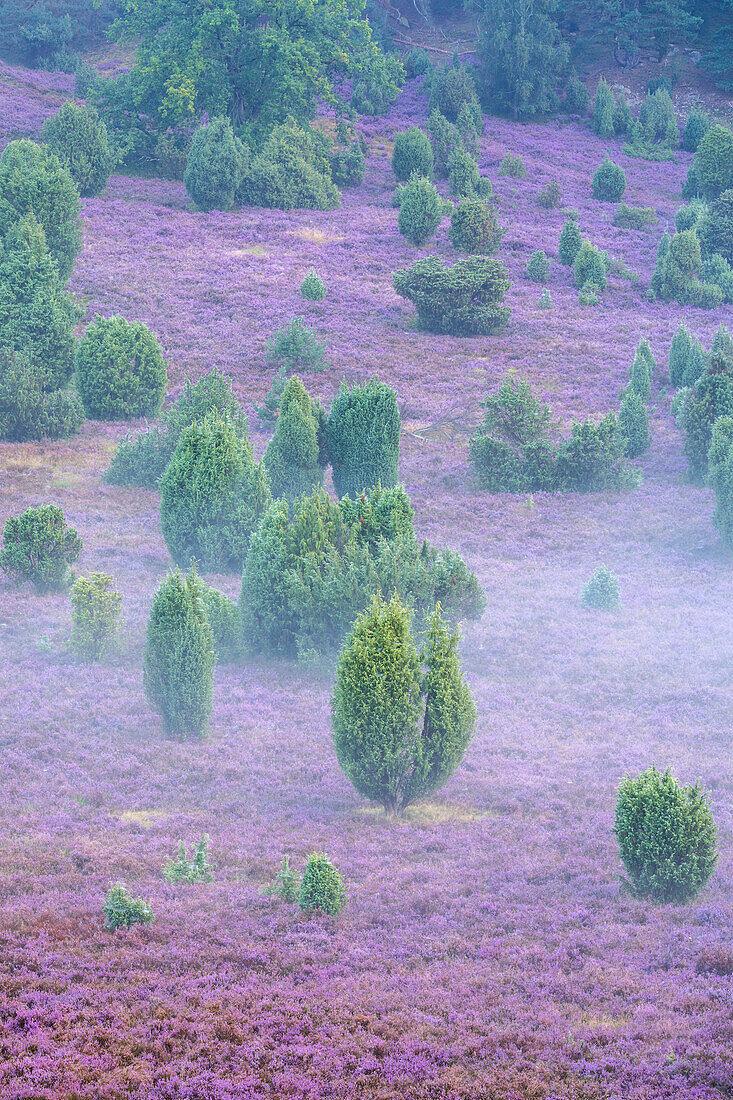 Fog in the Totengrund in the Lüneburg Heath, Wildsede, Bispingen, Lower Saxony, Germany