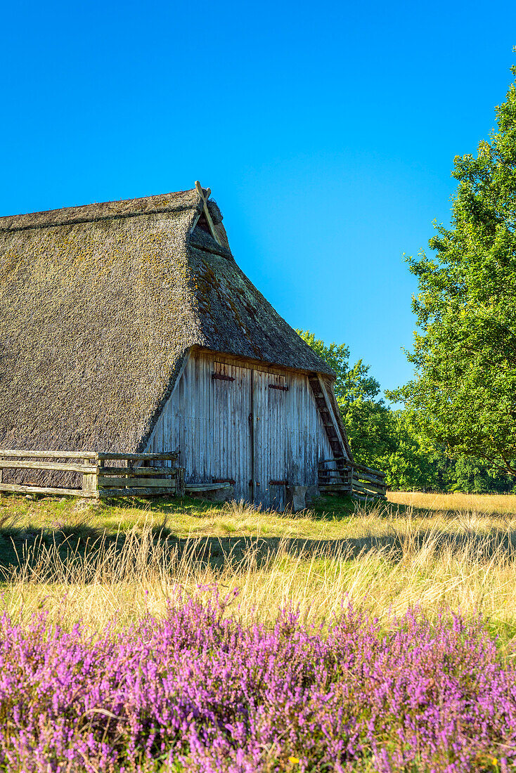 Sheepfold in the Lüneburg Heath near Bispingen, Lower Saxony, Germany