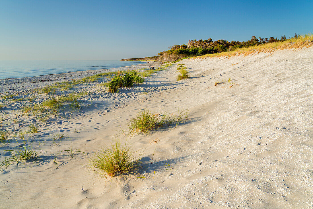 West beach near Born, Fischland-Darß-Zingst, Mecklenburg-West Pomerania, Germany