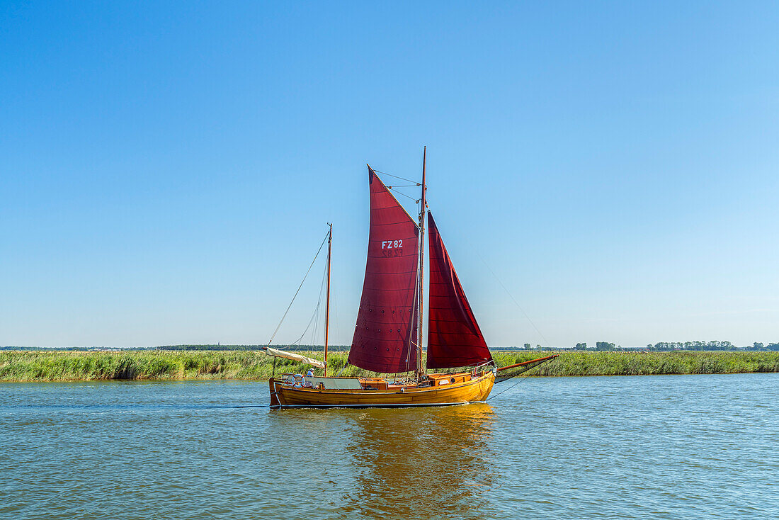 Zeese on the Bodden in front of Zingst, Fischland-Darss-Zingst, Mecklenburg-West Pomerania, Germany