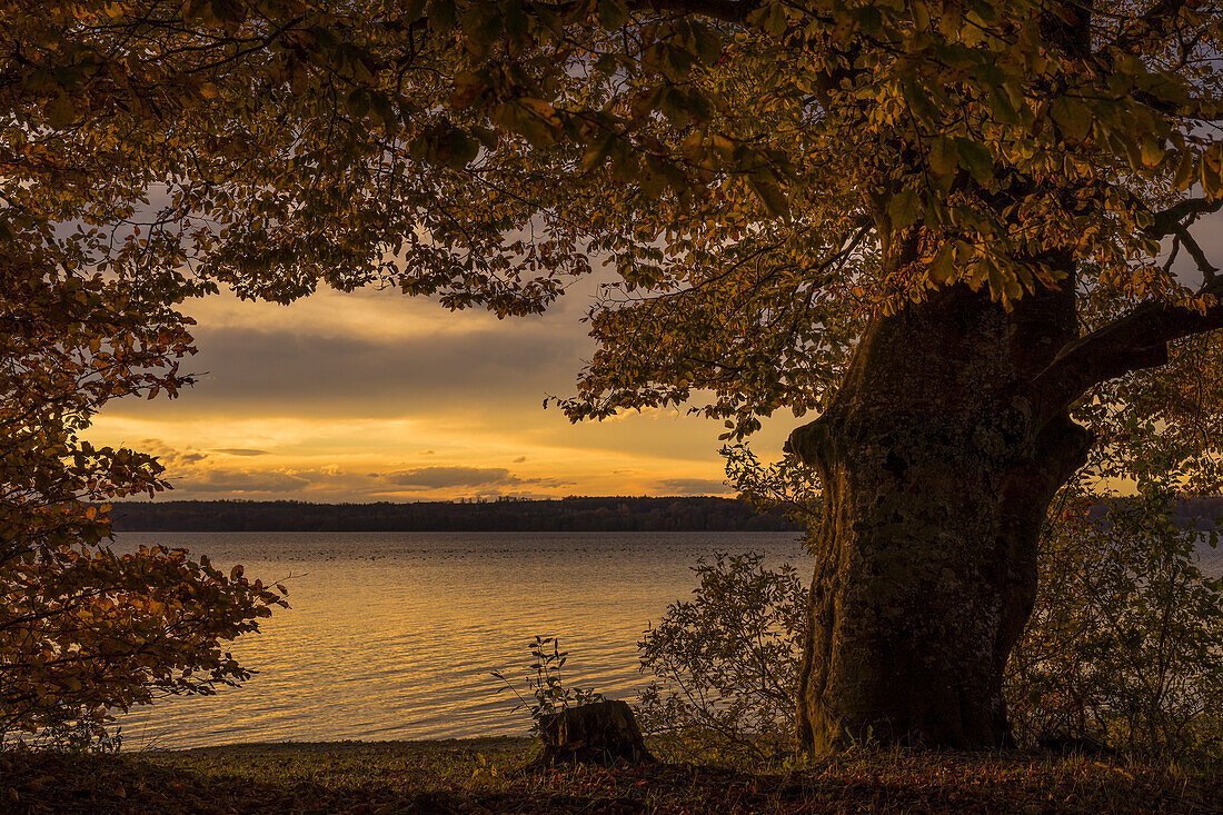 Malerische alte Buche im Herbst bei Sonnenuntergang am Starnberger See, Bayern Deutschland