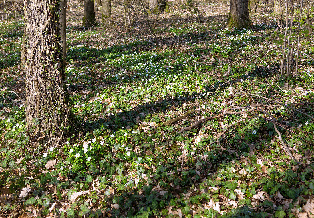 Forest near Buttenheim in Upper Franconia with blooming wood anemone, Anemone nemorosa in spring