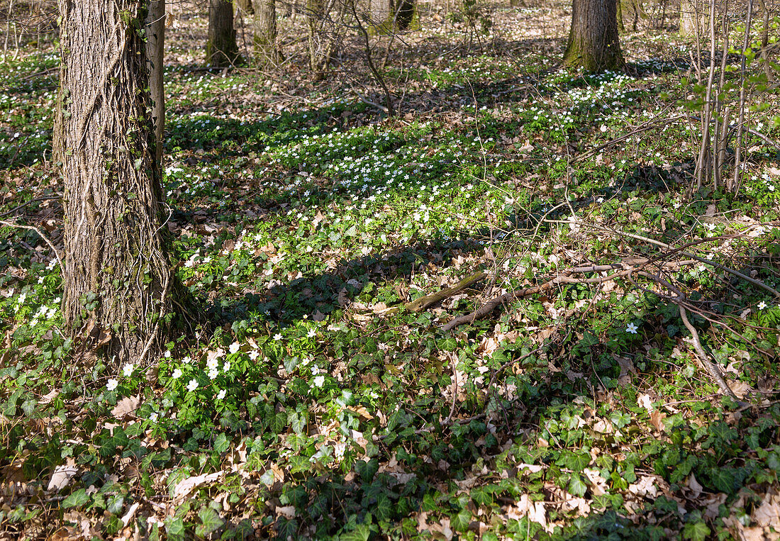 Wald bei Buttenheim in Oberfranken mit blühenden Buschwindröschen, Anemone nemorosa im Frühling
