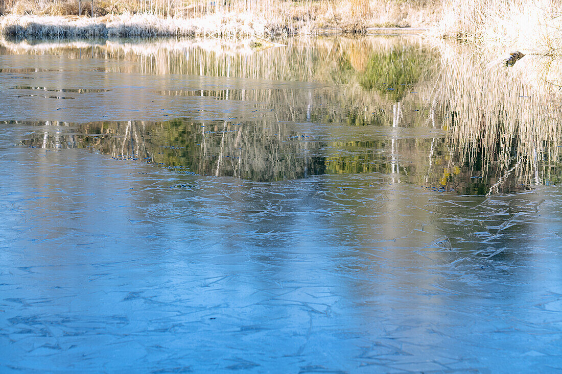 Teich mit gefrorener Eisdecke und Wasserspiegelung von trockenem Schilfgras, Bayern, Deutschland