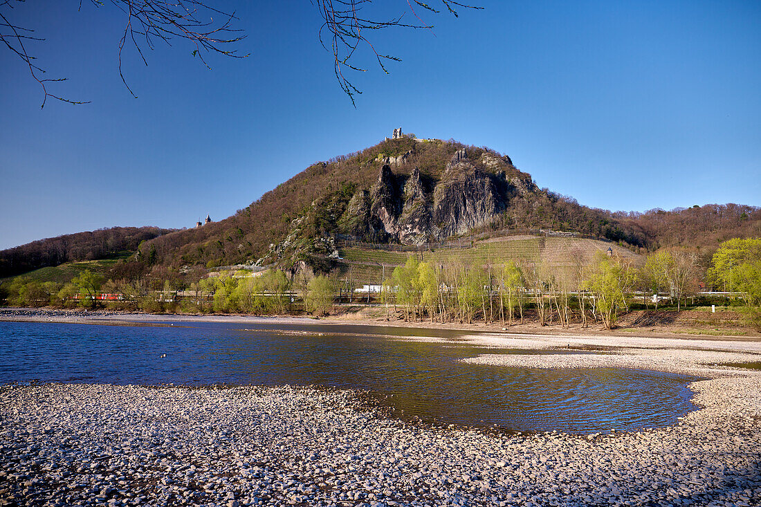 Blick vom Niedrigwasser führenden Rhein auf den Drachenfels, einen berühmten Hügel mit Weingütern, historischer Zahnradbahn und den Ruinen einer mittelalterlichen Burg, Königswinter, NRW, Deutschland