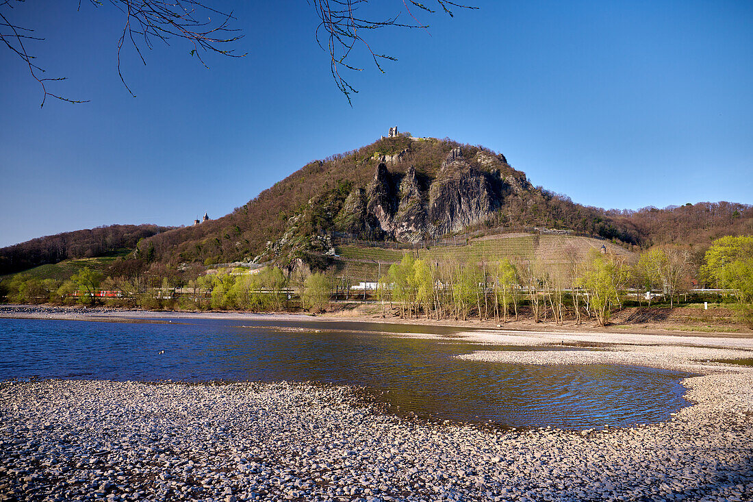 View from the low-water Rhine to the Drachenfels, a famous hill with wineries, historic cog railway and the ruins of a medieval castle, Koenigswinter, NRW, Germany