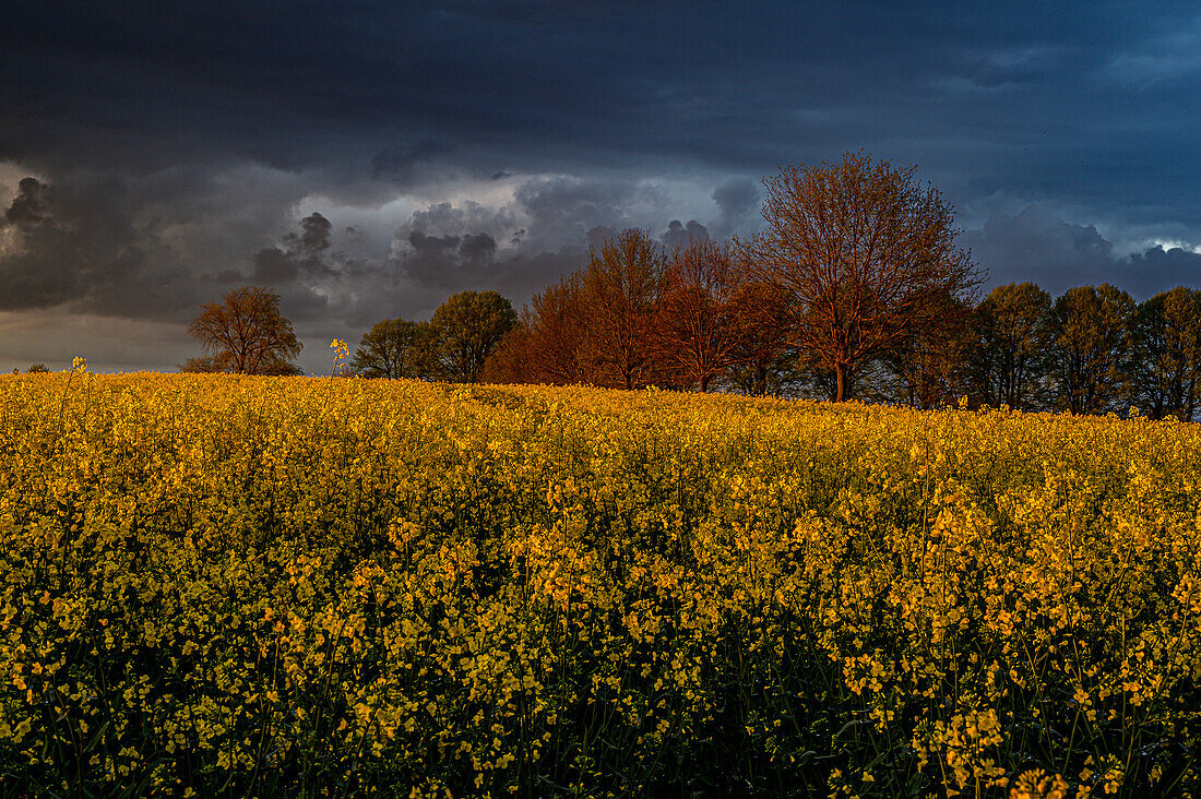 Rape fields near Travenmünde, Lübeck, Bay of Lübeck, Germany