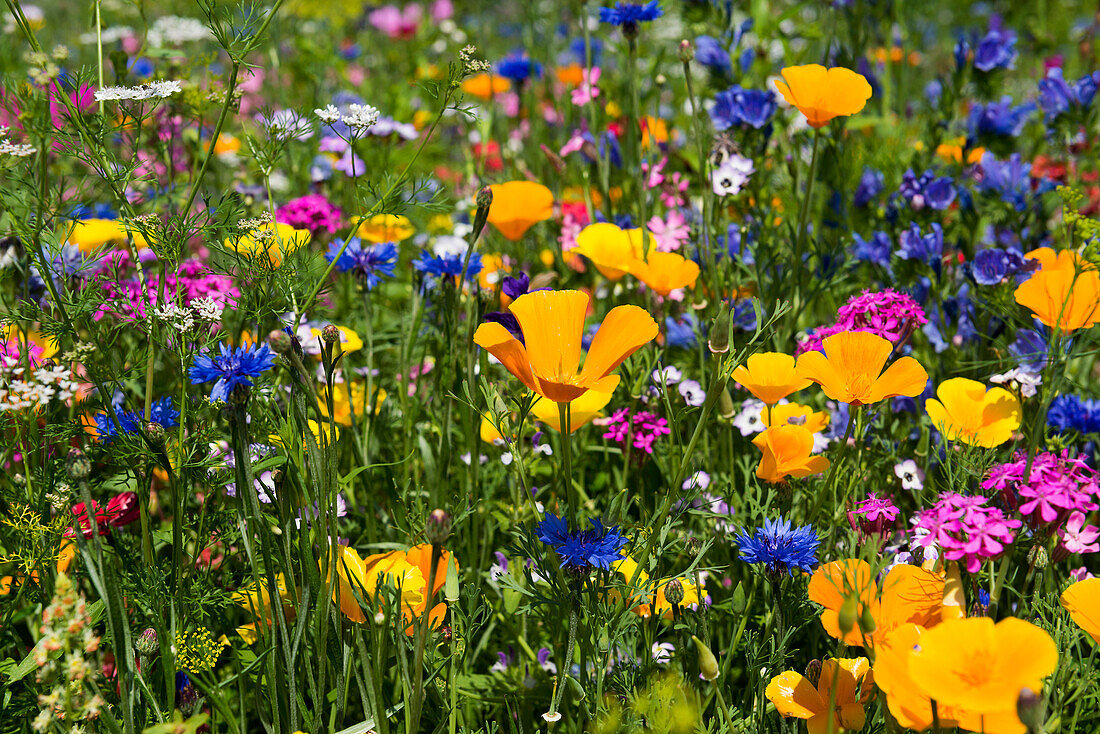Blumenwiese für Insekten, bei Staufen im Breisgau, Markgräflerland, Schwarzwald, Baden-Württemberg, Deutschland