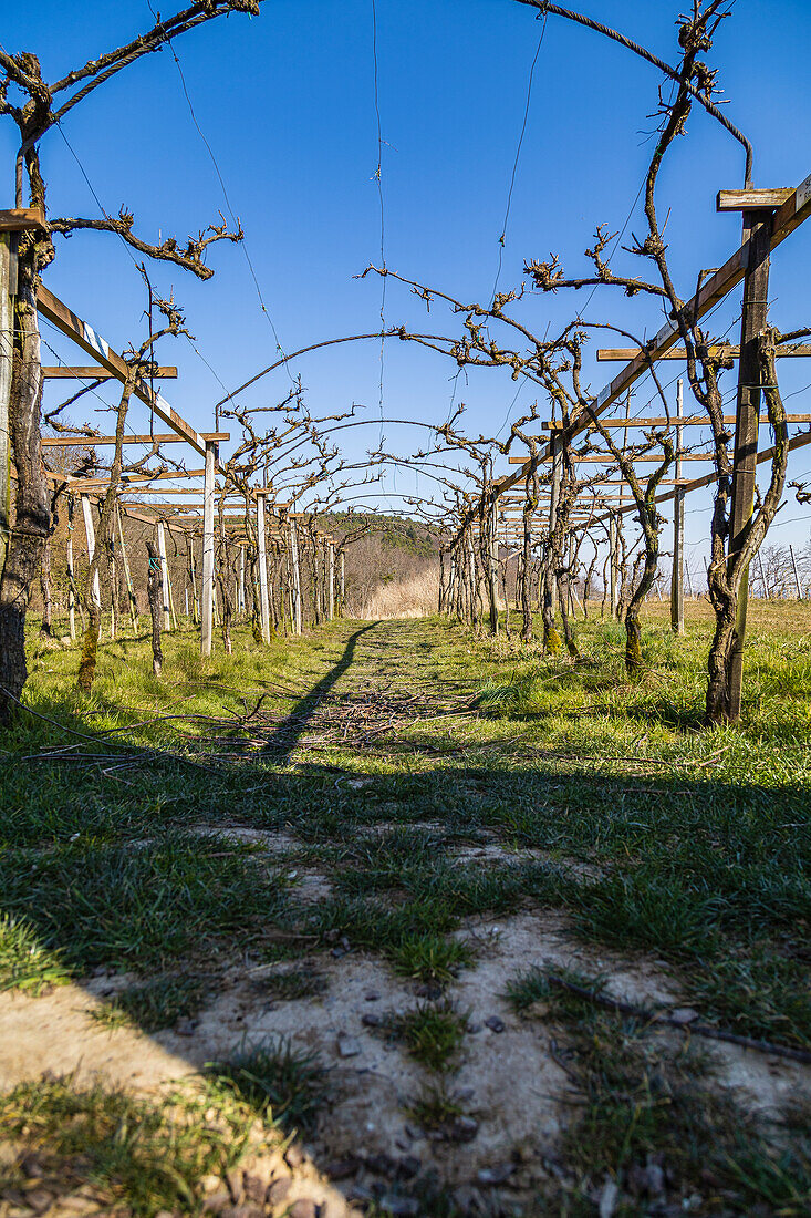 Grape vines at the small wine gate on the German Wine Route, Schweigen-Rechtenbach, Southern Wine Route, Rhineland-Palatinate, Germany, Europe