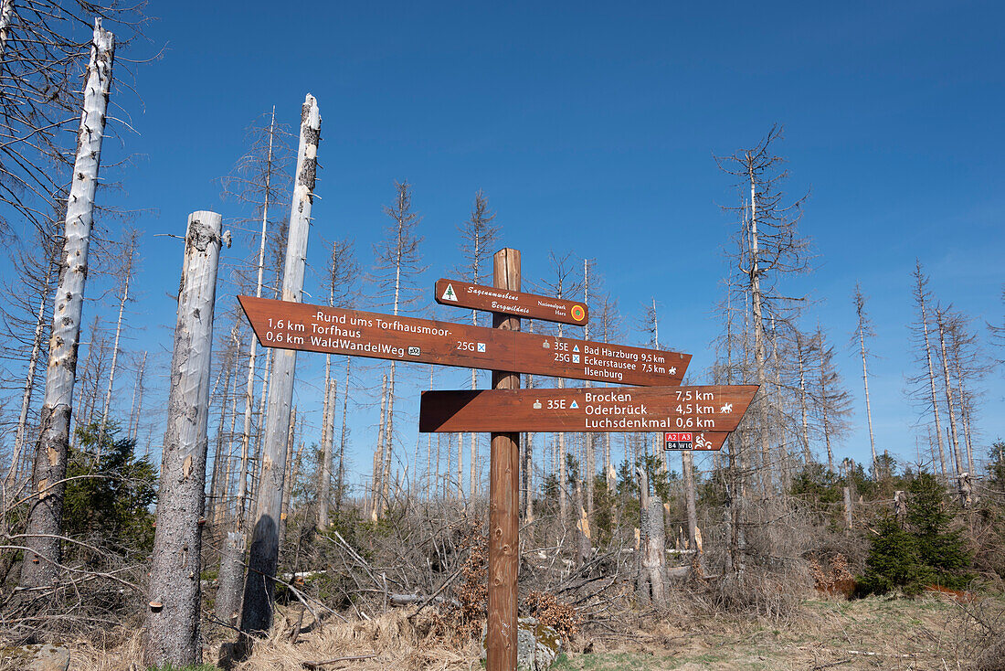 Wegweiser, abgestorbene Fichten, Wanderweg zum Brocken, Nationalpark Harz, Torfhaus, Niedersachsen, Deutschland