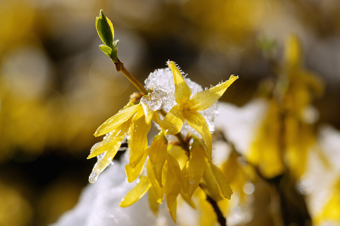 blühende Forsythie, Forsythia, mit Schnee und Eiskristallen