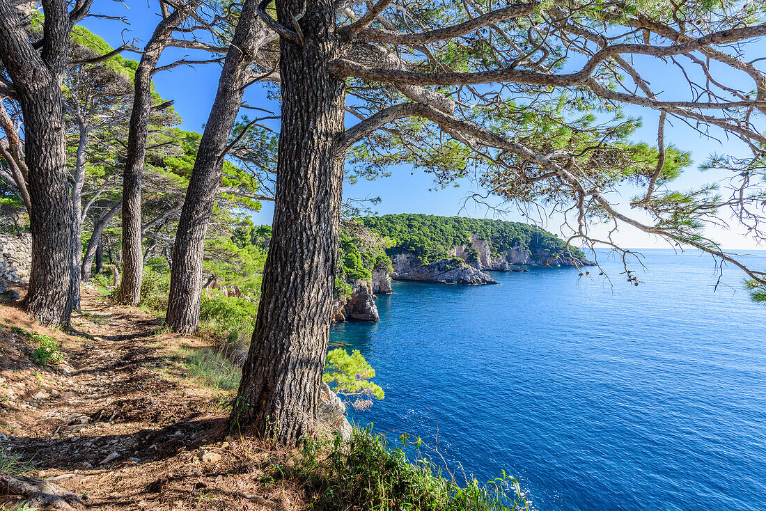 Pine trees on the coast of Kolocep island near Dubrovnik, Croatia