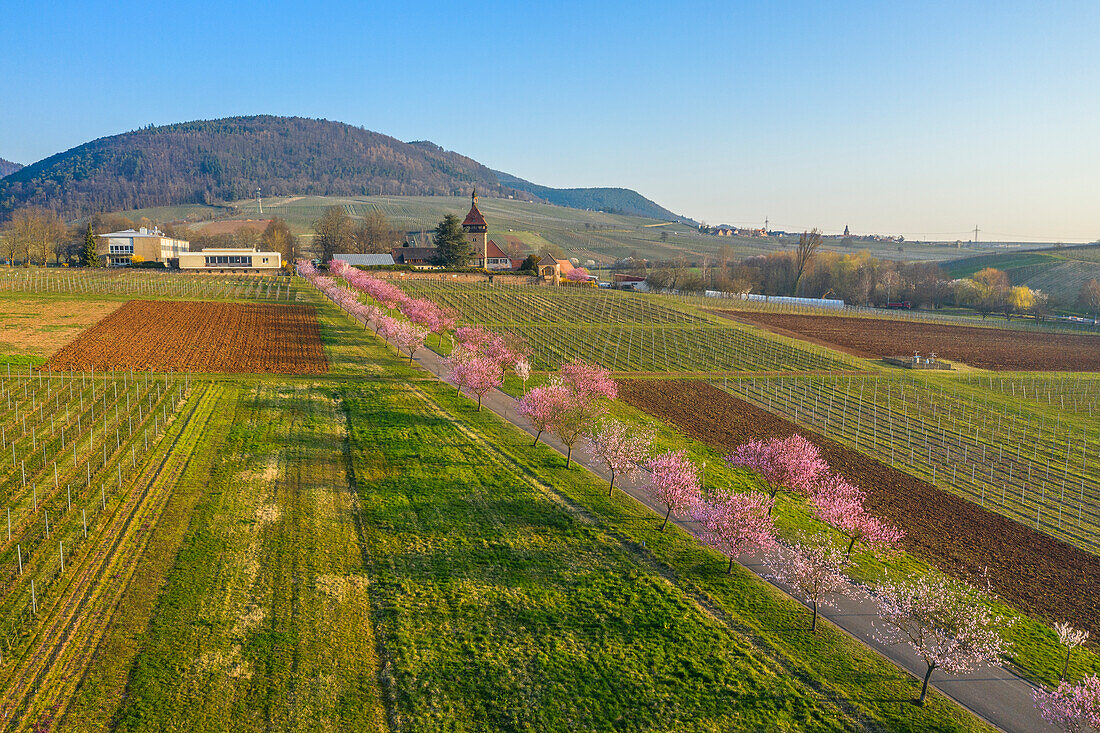 Aerial view of the almond blossom at the Hofgut and former Geilweilerhof monastery, today the Institute for Vine Breeding Siebeldingen, German Wine Route, Palatinate Forest, Southern Wine Route, Rhineland-Palatinate, Germany