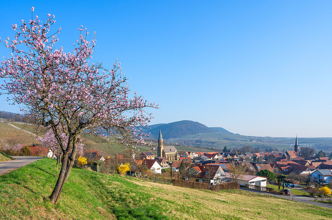 Blühende Mandelbäume mit Blick aus dem Weinberg auf das Dorf Birkweiler, Deutsche Weinstraße, Pfälzerwald, Südliche Weinstraße, Rheinland-Pfalz, Deutschland