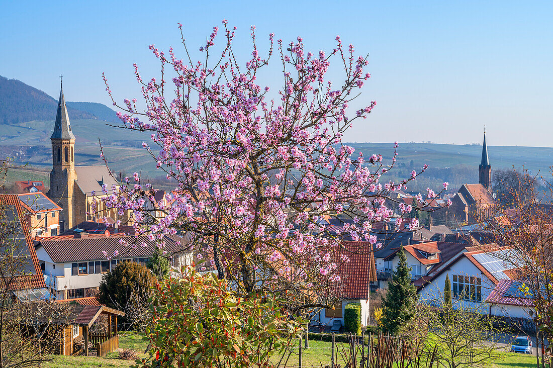 Blühende Mandelbäume mit Blick aus dem Weinberg auf das Dorf Birkweiler, Deutsche Weinstraße, Pfälzerwald, Südliche Weinstraße, Rheinland-Pfalz, Deutschland