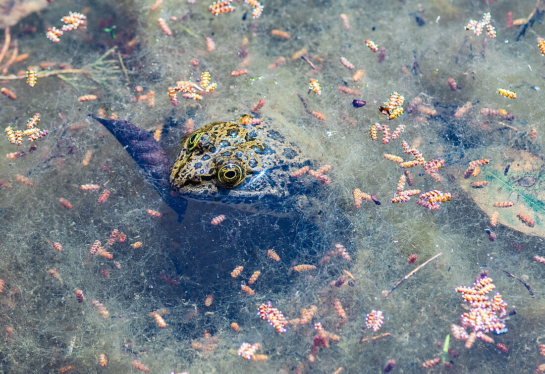 Green frog on the lotus leave in the lake