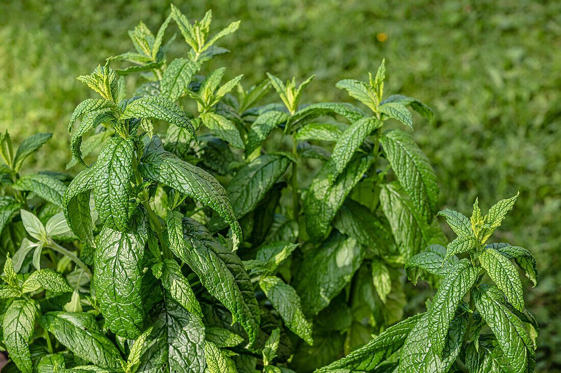 Close-up of a Mentha plant of the species "Dionysos"