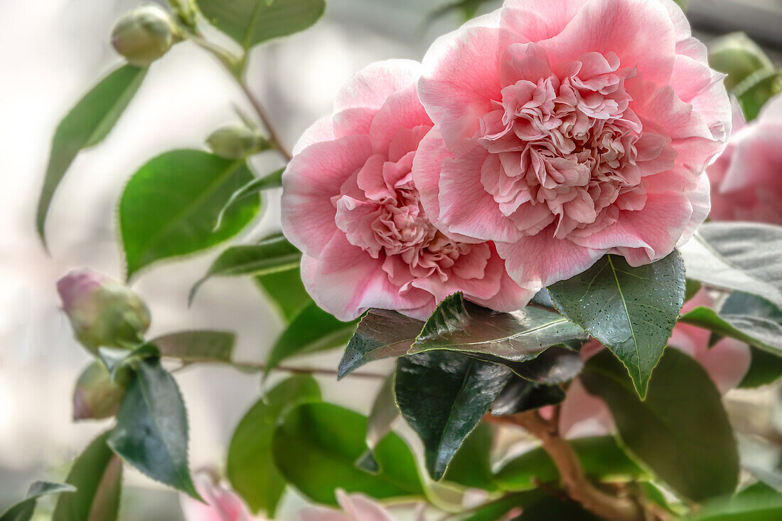 Close-up of the pink flowers of Camellia Japonica, Bernhard Lauterbach' in Zuschendorf Castle, Saxony, Germany