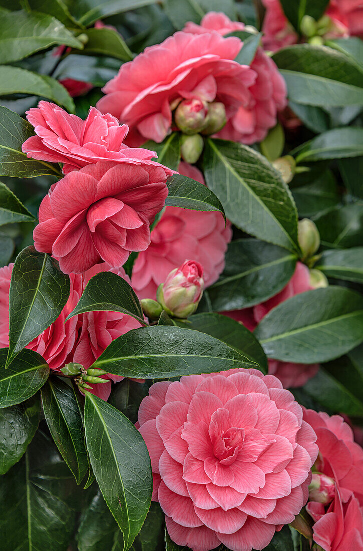 Close-up of the pink flowers of the Camellia Japonica 'Il Tramonto' at Zuschendorf Castle, Saxony, Germany
