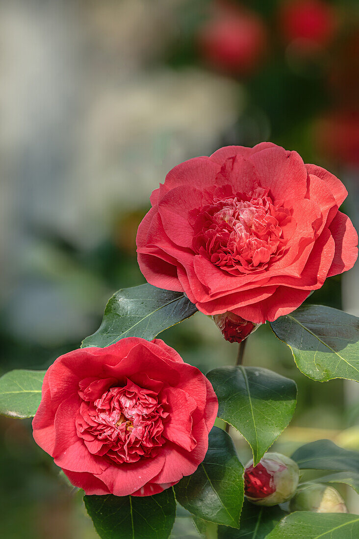 Close-up of the pink flowers of Camellia Japonica 'Chandlers Elegans' at Zuschendorf Castle, Saxony, Germany