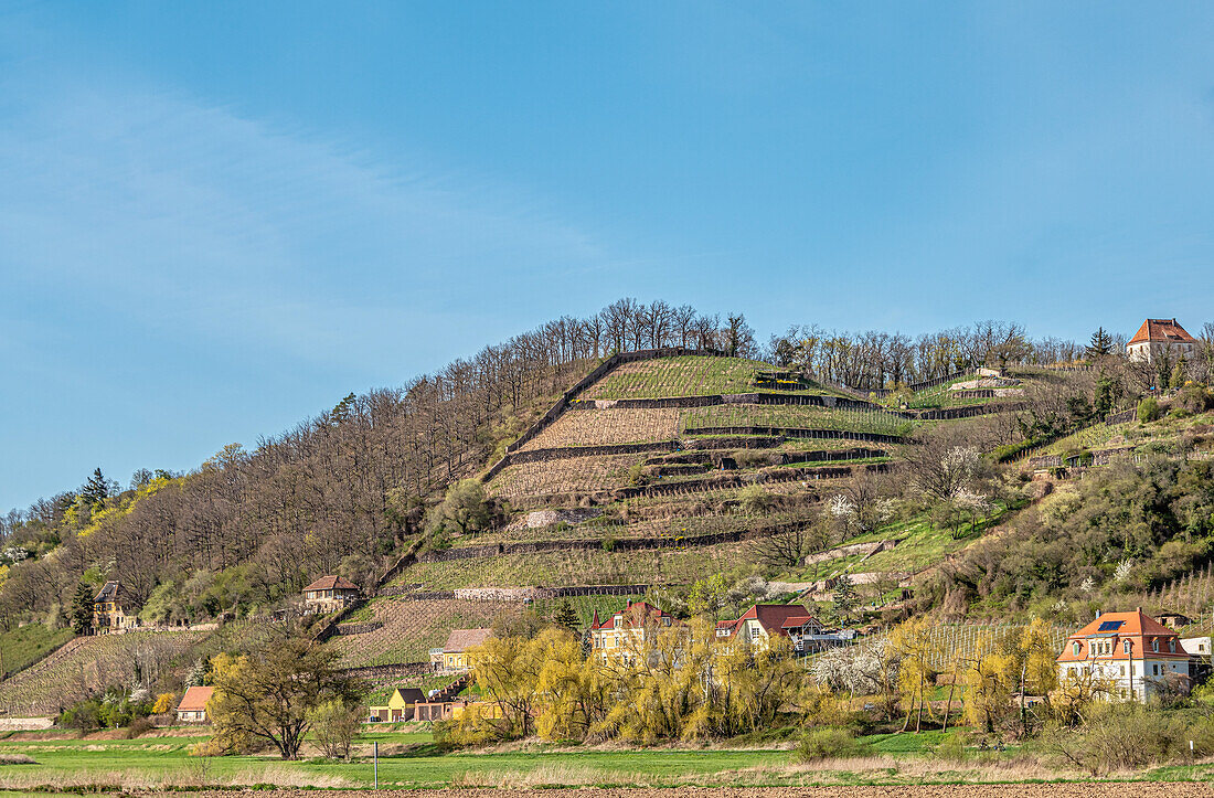 Weinberge des Spaargebirges vom Elberadweg zwischen Dresden und Meissen am linken Elbufer aus gesehen, Sachsen, Deutschland