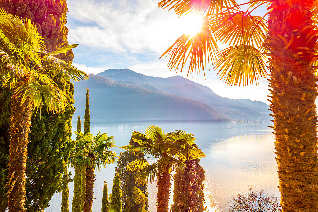 Palm Trees and Lake Lugano with Blue Sky and Mountain in a Sunny Day in Morcote, Ticino in Switzerland.