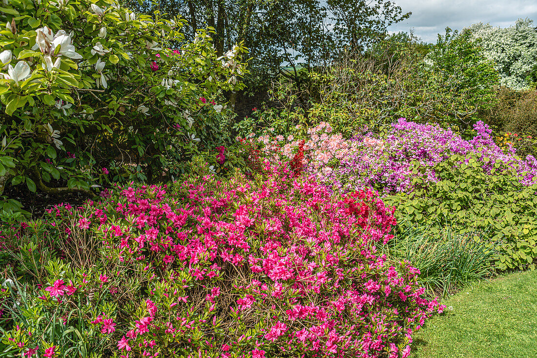 Bunte Azaleensträucher im Garten von Buckland Abbey, Yelverton, Devon, England