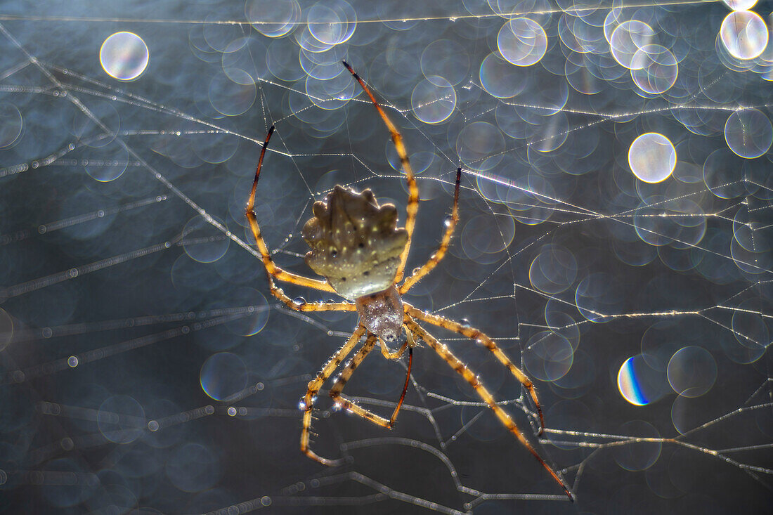 Wasp spider Argyope lobata in a spider's web in reflective backlight