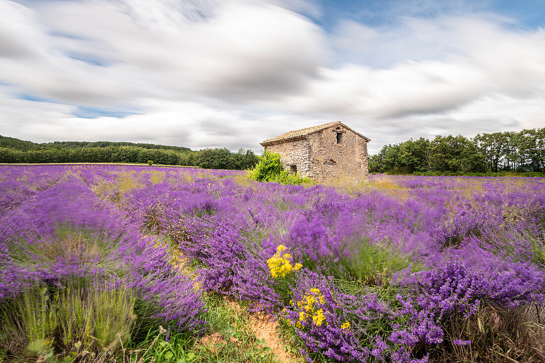 Lavendelfelder in voller Blüte in der Hochebene von Valensole mit traditionellen, typischen Steinhaus, Provence, Frankreich