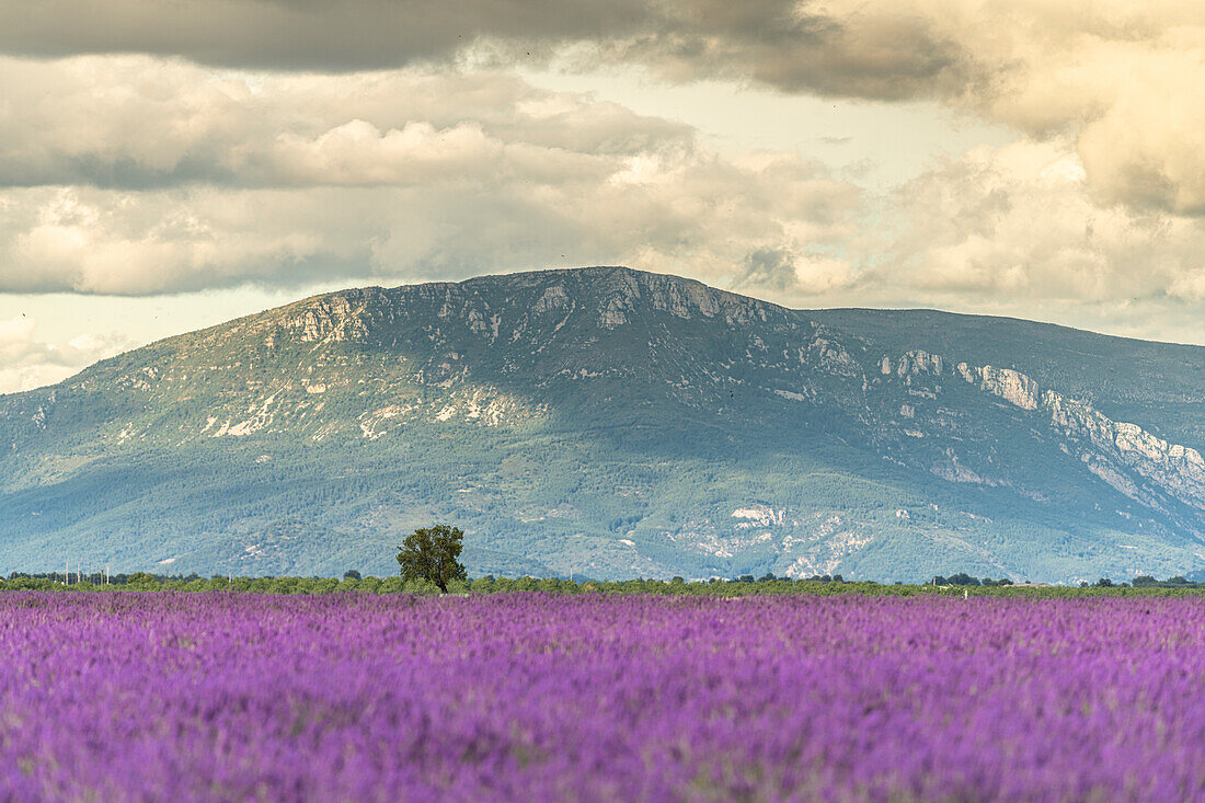 Lavendelfelder in voller Blüte in der Hochebene von Valensole mit altem, allein stehendem Baum, Provence, Frankreich