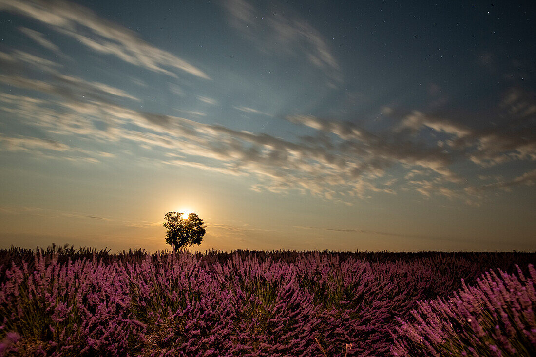 Fields of lavender in full bloom under a full moon in the Valensole plateau with mature tree standing solo.