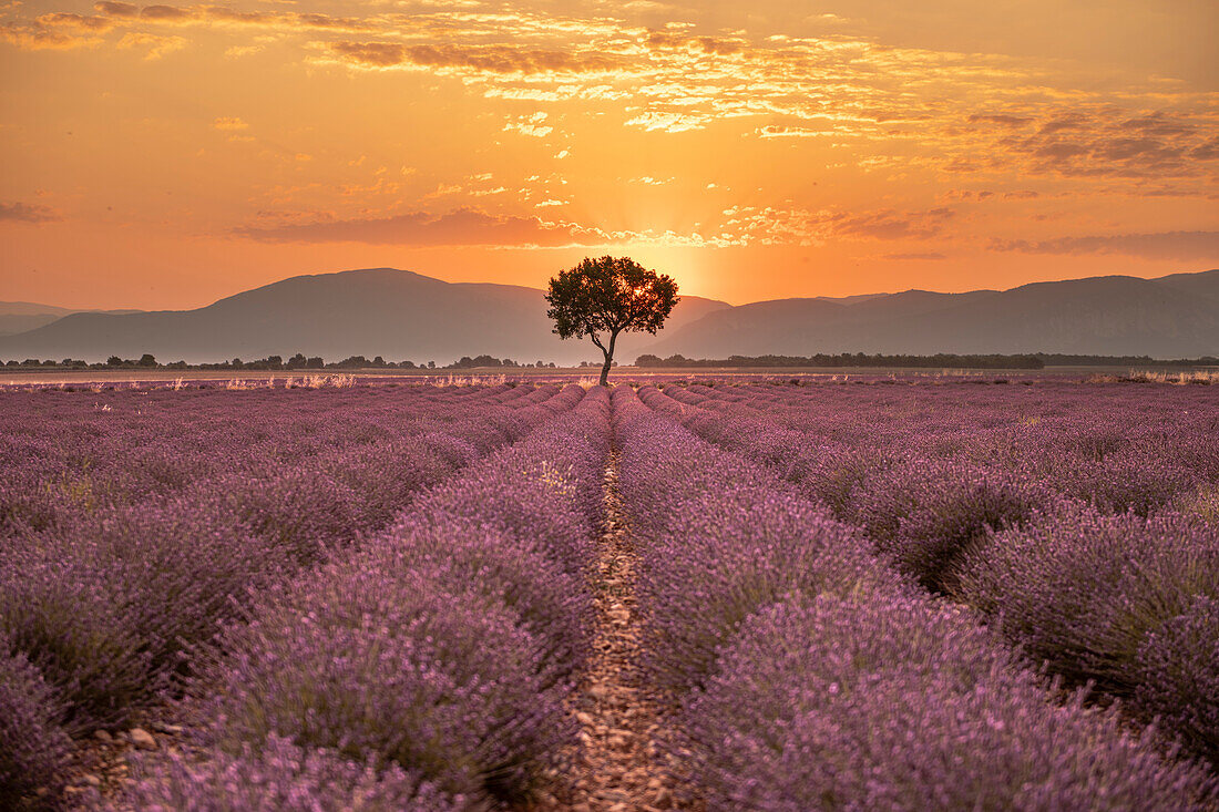 Lavendelfelder in voller Blüte bei Sonnenaufgang in der Hochebene von Valensole mit altem, allein stehendem Baum, Provence, Frankreich