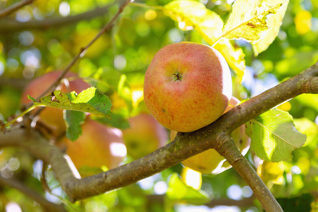 ripe apples on the tree