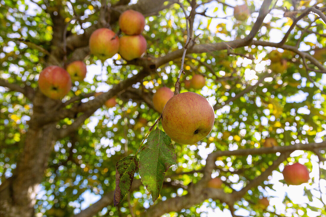 reife Äpfel am Baum