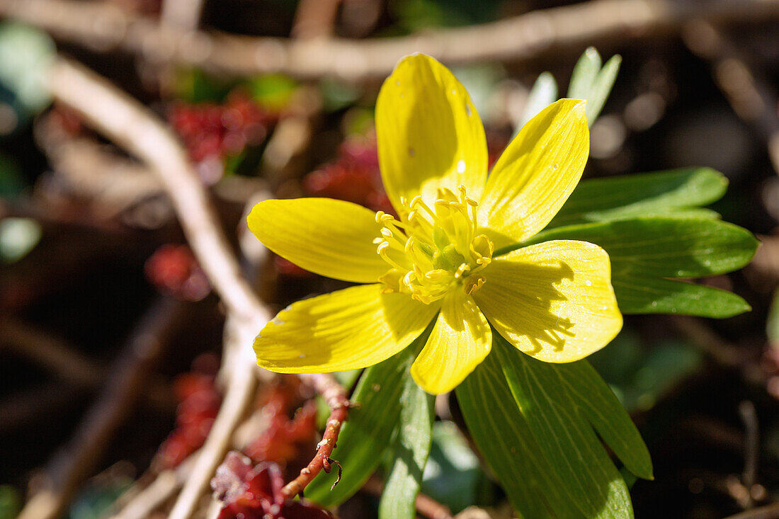 Flowering Winterling, Eranthis hyemalis