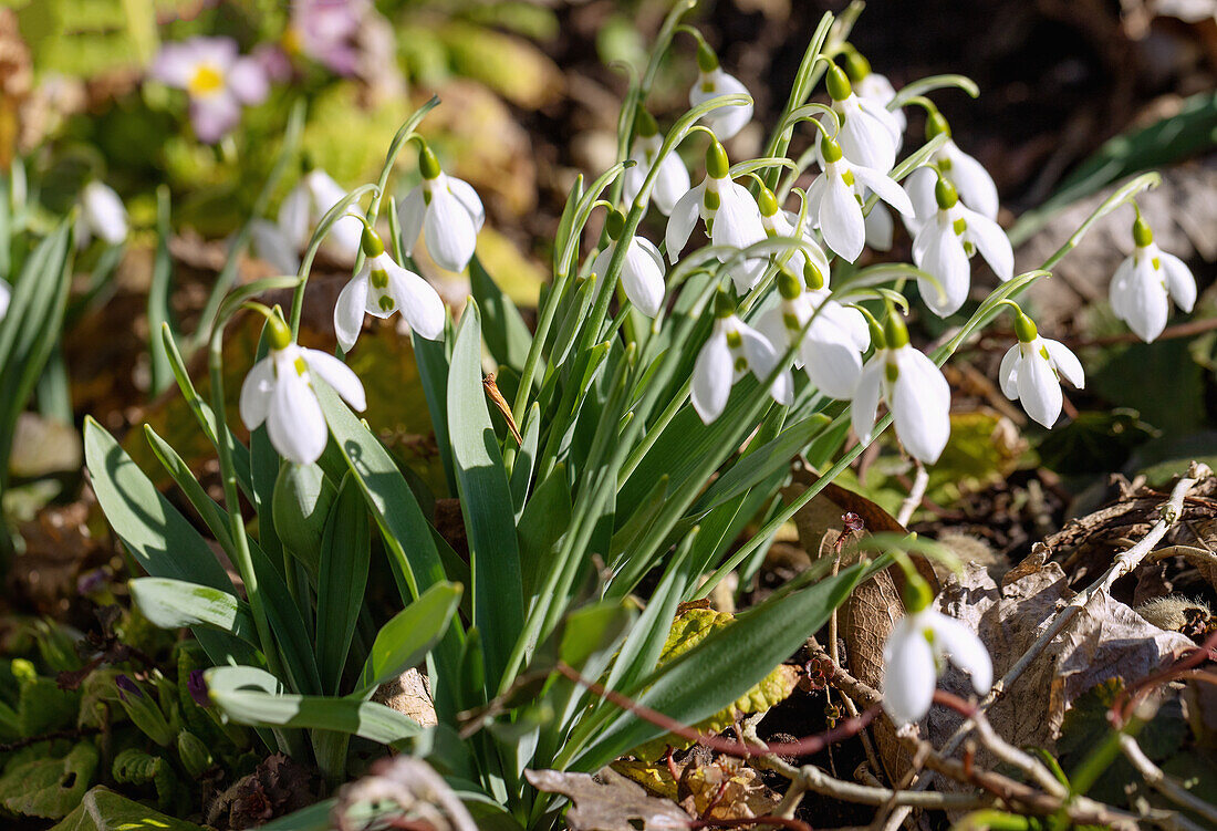 flowering snowdrops, Galanthus elwesii