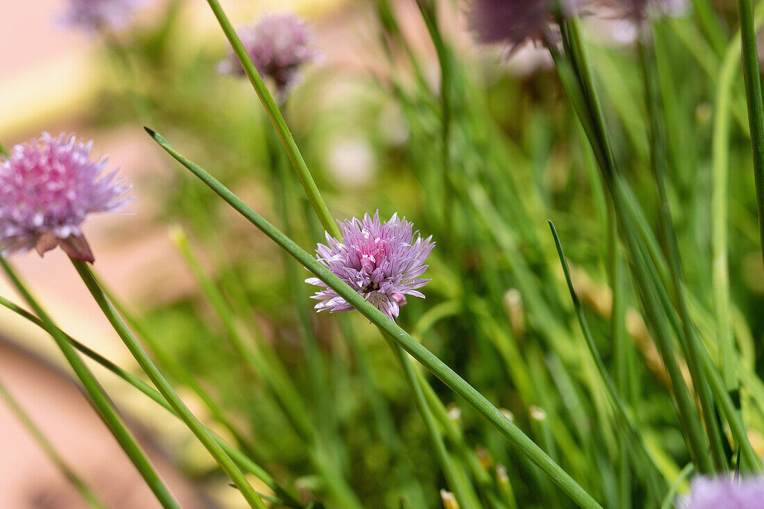 Chives with flowers