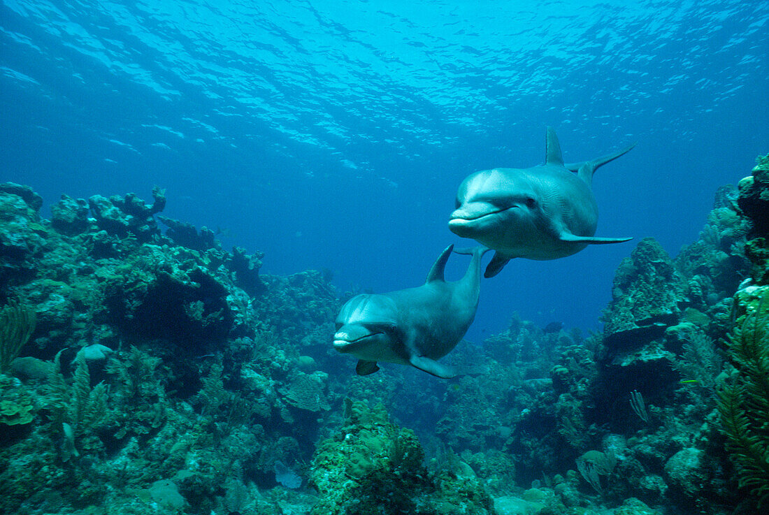 Große Tümmler (Tursiops Truncatus), Paar schwimmt über Korallenriff, Honduras