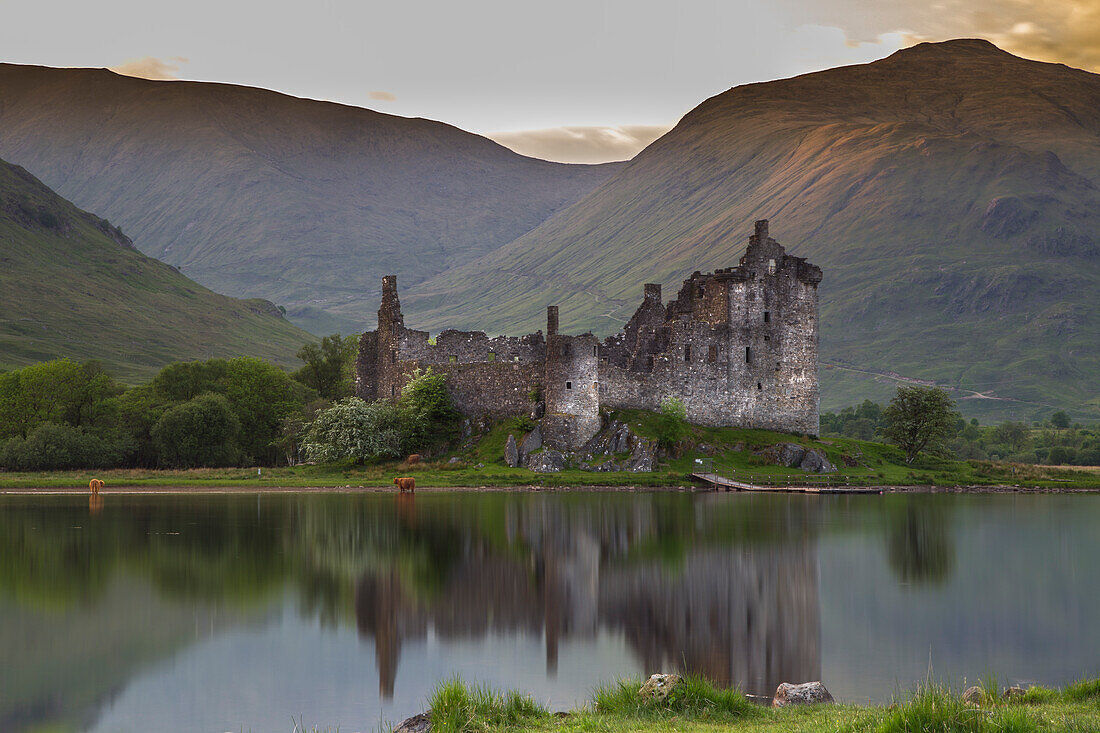 View across Loch Awe to Kilchurn Castle ruins, Scotland, UK, with Highland cattle