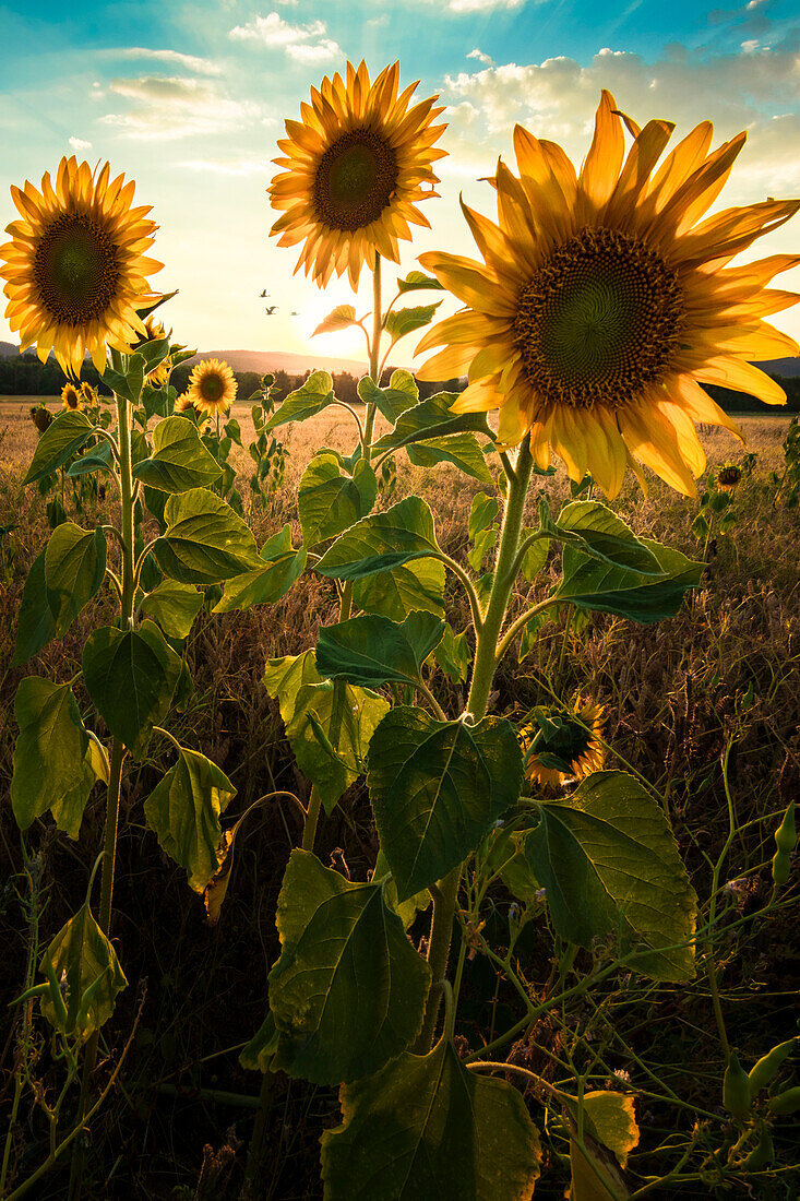 Sunflower fields near Dankmarshausen in Thuringia, Germany