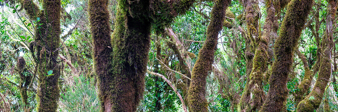 Lorbeerwald, Nebelwald, Anaga-Gebirge, Teneriffa, Kanarische Inseln, Spanien, Europa